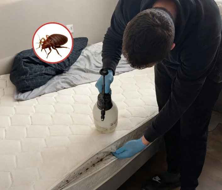 Technicien traitant un matelas contre les punaises de lit à Le Pecq